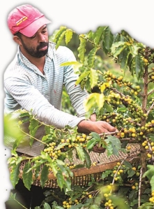 cultivo de café en macanillo